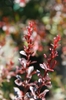 Berberis thunbergii 'Crimson Pygmy'