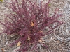 Red Barberry plant form
