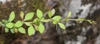 Berberis thunbergii