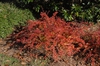Berberis thunbergii f. atropurpurea