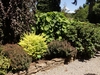 Shrub with yellow leaves used in a shrub border