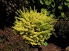Form of a shrub with yellow leaves
