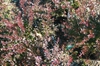 Berberis thunbergii 'Crimson Pygmy'