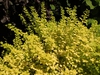 Form