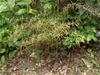 Shrub with spiny, narrow leaves.