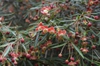 Berberis triacanthophora 'Cally Rose'