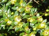 Berberis verruculosa flowers leaves