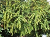 Berberis verruculosa