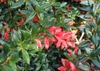 Berberis verruculosa