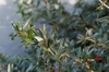 Berberis verruculosa foliage