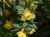 Berberis verruculosa close up of flowers