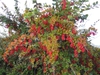 leaves and form