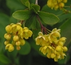 Clusters of yellow flowers