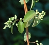 Unripe fruits