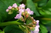 Bergenia cordifolia