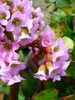 Bergenia cordifolia flower