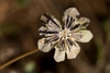 Berlandiera lyrata