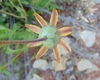 Berlandiera lyrata