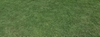 Tifway Bermuda Lawn