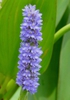 Pontederia cordata