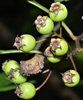 Berries in June in Arkansas County, Arkansas
