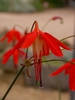 Bessera elegans