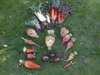 Beta vulgaris (Garden Beet Group)
