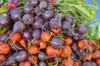 Beta vulgaris (Garden Beet Group)