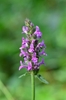 Erect stalk of whorls of small, 2-lipped flowers.