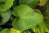 Heart-shaped leaves with serrate margins.