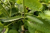 Narrow leaves with serrate margins. Different from basal leaves