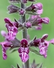 Close-up on the whorls of small flowers.