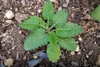 Small tight plant with heart-shaped leaves.