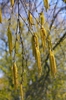 Betula lenta blooms