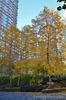 Betula nigra