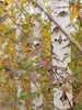 bark