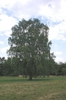 form
