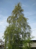 form