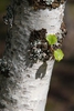trunk/ bark
