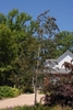 Narrow, upright tree