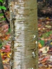 Betula alleghaniensis