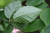Betula alleghaniensis