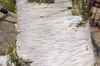 Close up of young bark