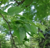 Betula grossa foliage