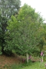 Betula grossa tree