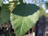 leaf