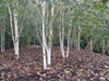 Betula jacquemontii
