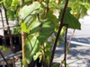 leaves