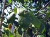 close up of leaves