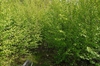Sweet birch